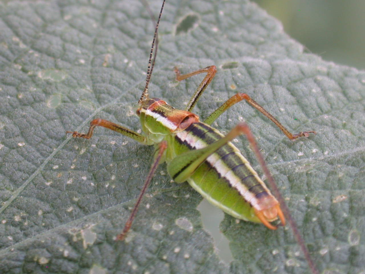 Tricolore ...Poecilimon jonicus superbus